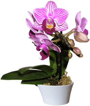 Transparent Purple Orchid Png - Transparent Orchid Png Pot, Png Download PNG with transparent background