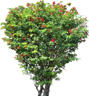 Blooming Red Flower Tree PNG Image