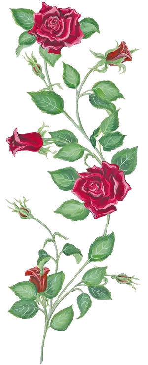 Blooming Red Roses Vine Artwork PNG Image