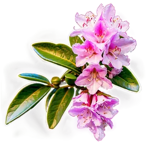 Blooming Rhododendron Png Bhn PNG Image