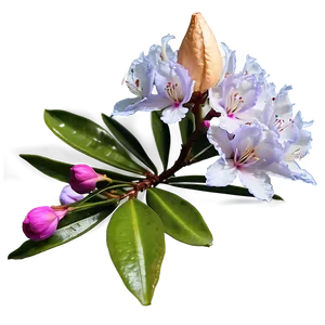 Blooming Rhododendron Png Caw PNG Image