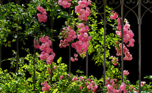 Blooming Roseson Garden Trellis.jpg PNG image with transparent background