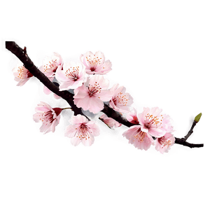 Blooming Sakura PNG ydi PNG