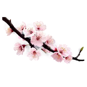 Blooming Sakura Png Ydi PNG Image