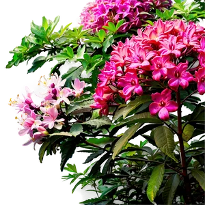 Blooming Shrubs Png Koe PNG Image