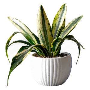 Blooming Snake Plant Png Cwy65 PNG Image