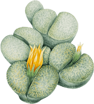 Lithops Png, Transparent Png PNG image with transparent background