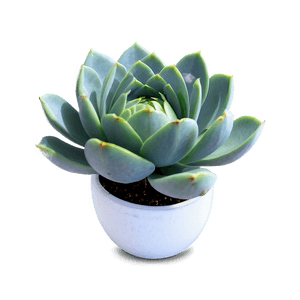 Blooming Succulent PNG gbs PNG image with transparent background