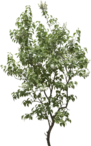 Blooming Tree Black Background PNG Image