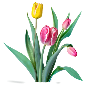 Blooming Tulips Spring Png 06272024 PNG Image