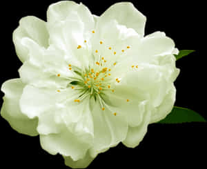 Blooming White Flower Black Background.jpg PNG image with transparent background