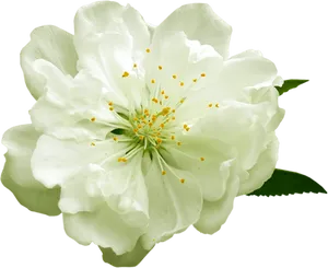 Blooming White Flower Black Background.jpg PNG Image