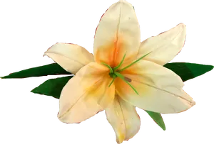 Blooming White Lily Flower PNG Image