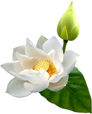 Blooming White Lotus Flower PNG Image