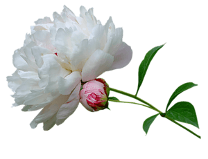 Peony PNG Transparent PNG with transparent background