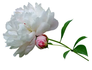 Blooming White Peony Flower PNG Image