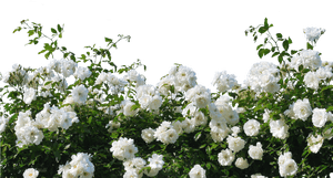 Flower,flowering Family,shrub,multiflora Rose,rosa - White Rose Bush Transparent, HD Png Download PNG with transparent background