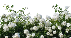 Blooming White Rose Shrub PNG Image