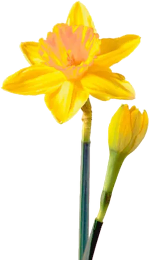 Blooming Yellow Daffodil Flower PNG Image