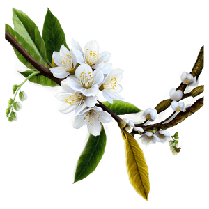 Blossom Beauty PNG jhc PNG image with transparent background