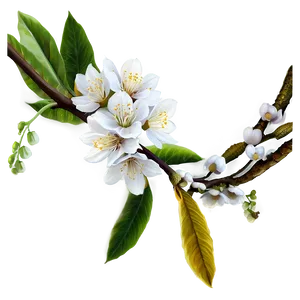 Blossom Beauty Png Jhc PNG Image