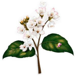 Blossom Beauty PNG ujl PNG image with transparent background