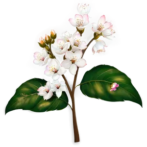 Blossom Beauty Png Ujl PNG Image