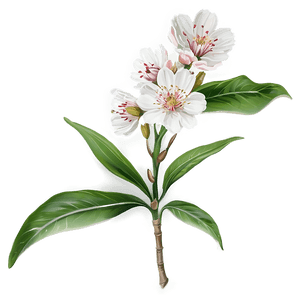 Blossom Bouquet PNG nuw PNG with transparent background