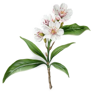 Blossom Bouquet Png Nuw PNG Image