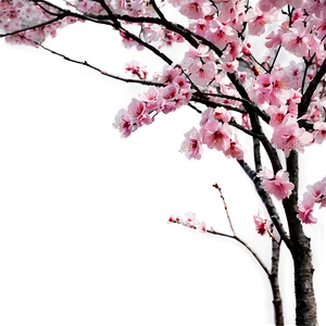 Blossom Garden Png 14 PNG Image