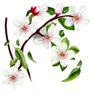 Blossom Illustration PNG 92 PNG with transparent background