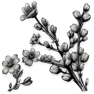 Blossom Sketch PNG 60 PNG with transparent background