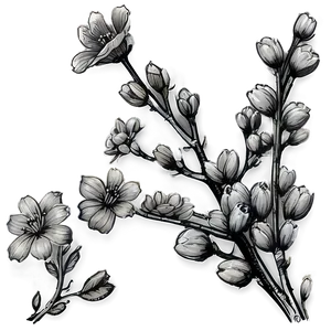 Blossom Sketch Png 60 PNG Image