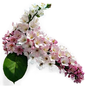 Blossoming Flower Bush Png Fky PNG Image