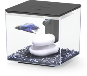 Blue Betta Fishin Aquarium PNG Image