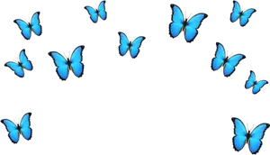Blue Butterflies Black Background PNG Image