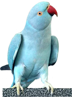 Blue Cockatoo Portrait PNG Image