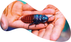Blue Cockroachon Human Hand PNG