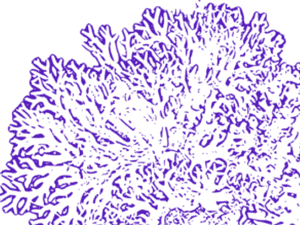 Transparent Coral Reef Png - Transparent Coral Reef Clipart, Png Download PNG with transparent background