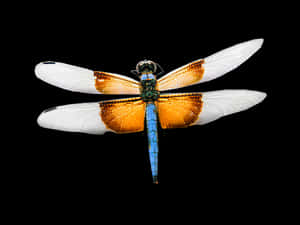 Blue Dragonfly Black Background PNG image with transparent background