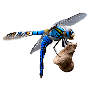 Blue Dragonfly PNG 05212024 PNG image with transparent background
