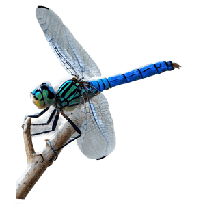 Blue Dragonfly PNG 71 PNG image with transparent background