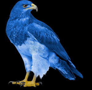 Eagle, HD Png Download PNG image with transparent background