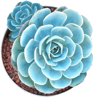 Succulents In Png🌱✂️ - Succulents Png, Transparent Png PNG image with transparent background