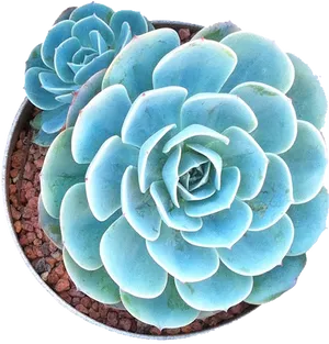 Blue_ Echeveria_ Succulent_ Top_ View PNG Image