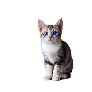 Blue-eyed Cat Picture Png Axn7 PNG Image