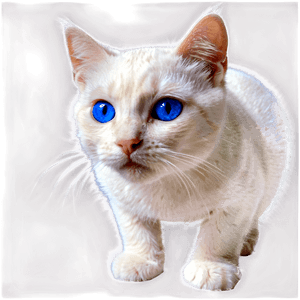 Blue Eyed Cat PNG byx PNG