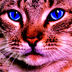 Blue Eyed Cat PNG xpo48 PNG