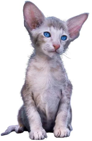 Blue Eyed Kittenwith Large Ears PNG Image