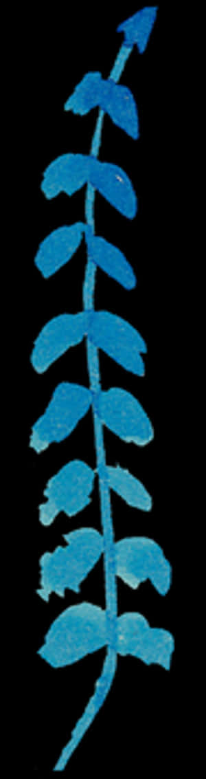 Blue Fern Leaf Artwork PNG image with transparent background